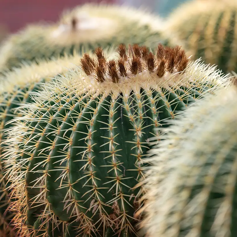 Echinocactus grusonii – Coussin de Belle-mère Pot de 12 cm / 13 cm, Circonférence 10/15 cm