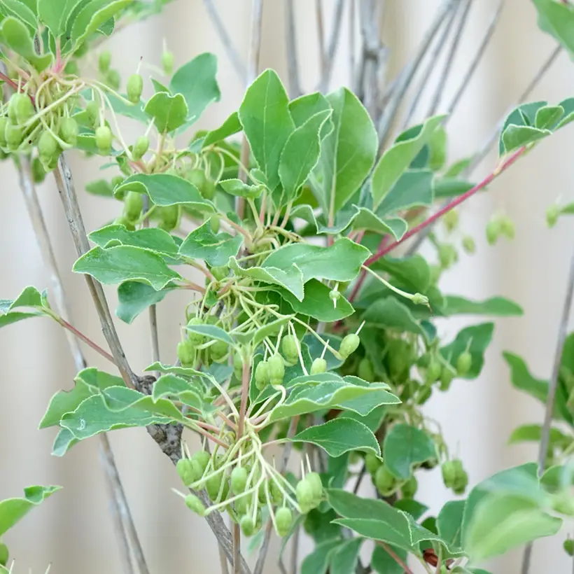 Enkianthus campanulatus Prettycoat – Andromède campanulée Pot de 2L/3L