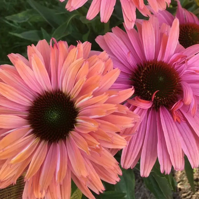 Echinacea SunSeekers Rainbow Pot de 1,5L/2L