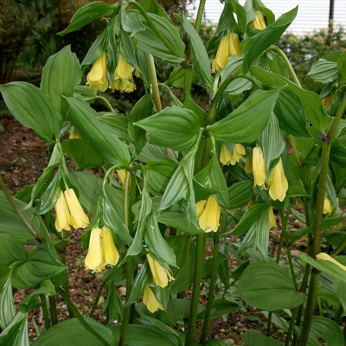 Disporum uniflorum – Cloche des fées de Corée Godet de 8/9 cm
