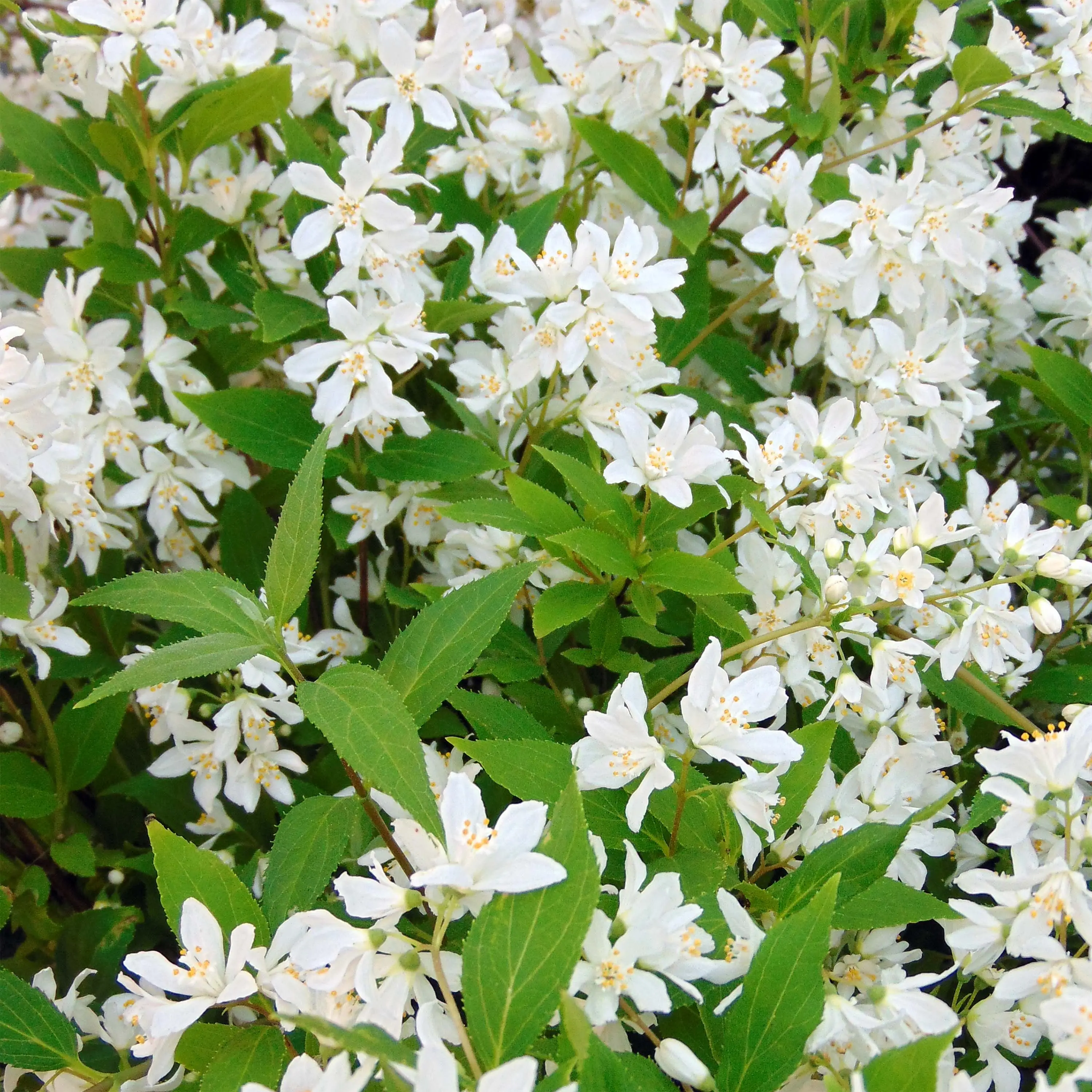 Deutzia Yuki Snowflake – Deutzie Pot de 2L/3L