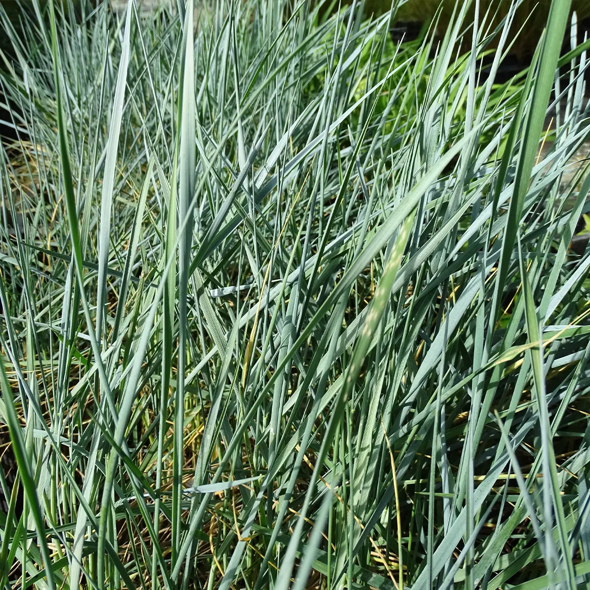 Elymus magellanicus – Agropyron Godet de 8/9 cm