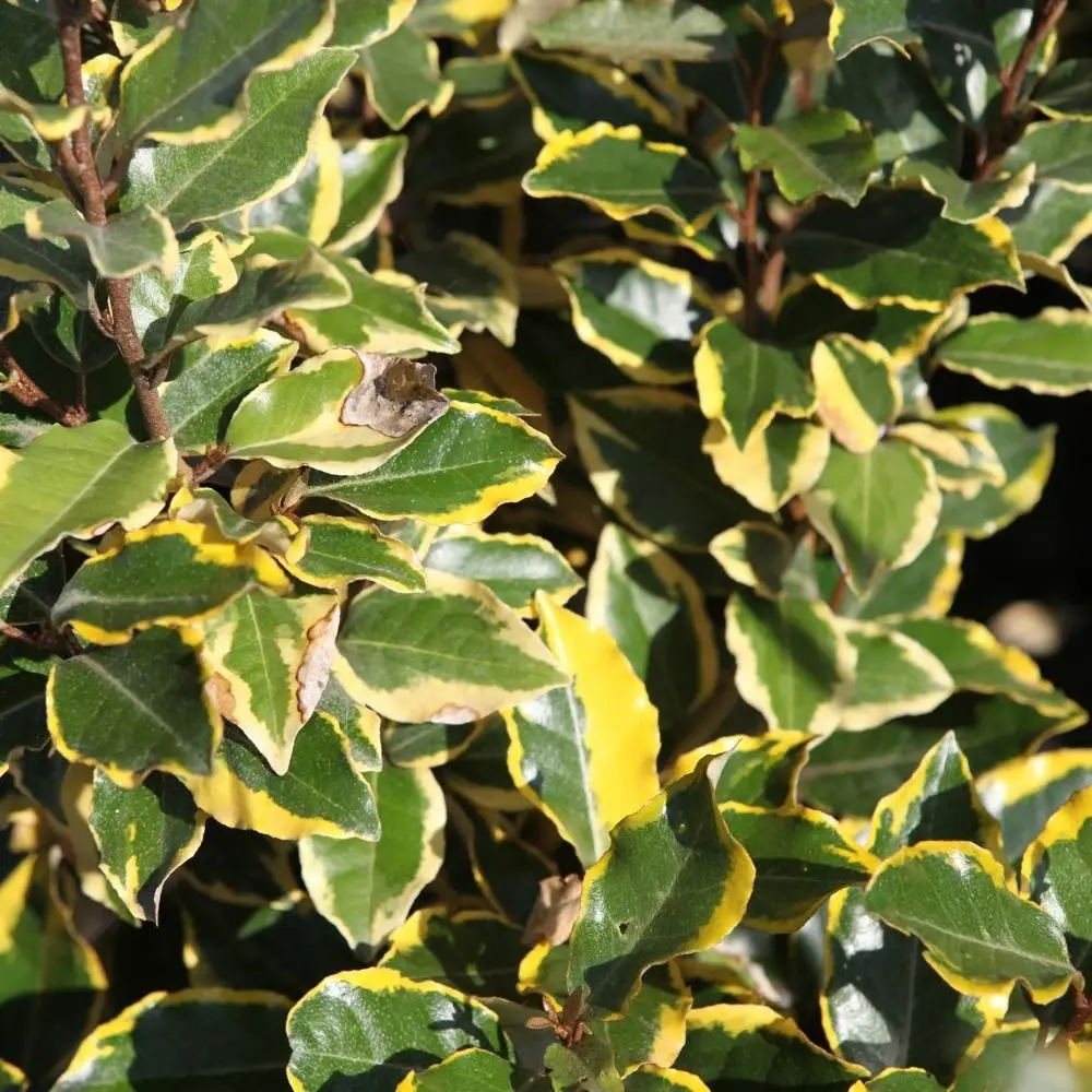 Elaeagnus x ebbingei Viveleg – Chalef Pot de 3L/4L
