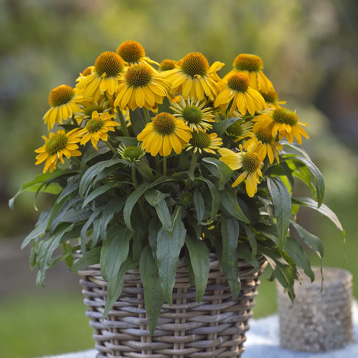 Echinacea Sun Magic Vintage Yellow – Echinacée Mini-motte Ø 3/4 cm (par 3)