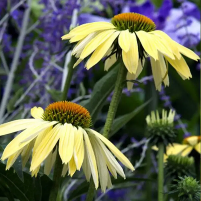 Échinacée Sunrise® à fleurs Jaune – feuillage Caduc – Godet – 5/20 cm- hauteur à maturité De 0,15 m à 0,50 m