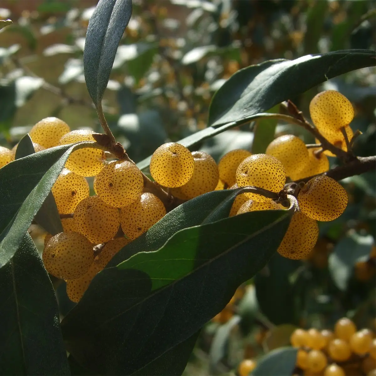 Elaeagnus umbellata Fortunella – Goumi du Japon Pot de 2L/3L