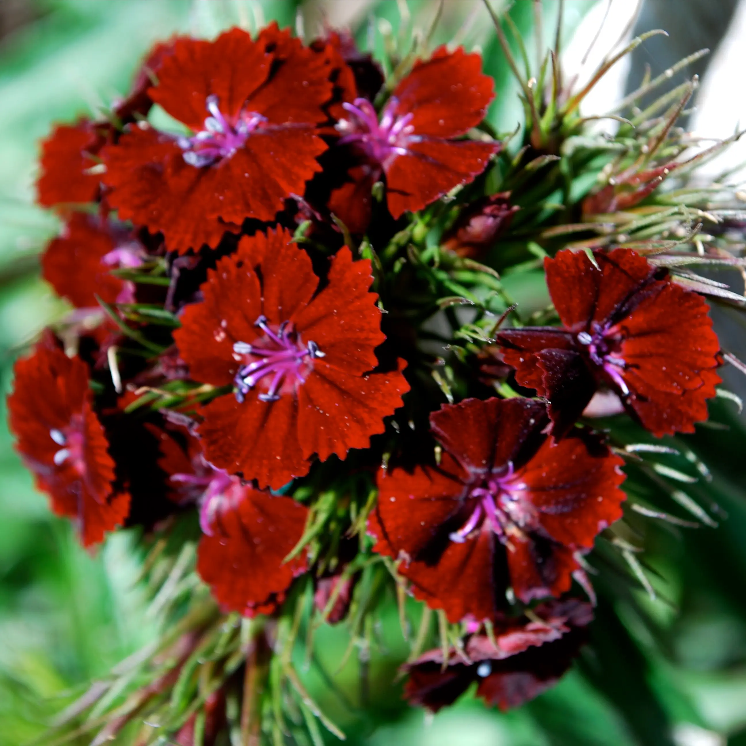 Dianthus barbatus Oeschberg, Oeillet barbu Godet de 8/9 cm