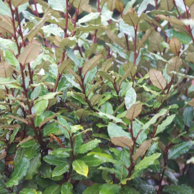 Elaeagnus Compacta, Chalef compact à fleurs Blanche – feuillage Persistant – Pot de 5L – 40/60 cm- hauteur à maturité De 1,50 m à 2,00 m