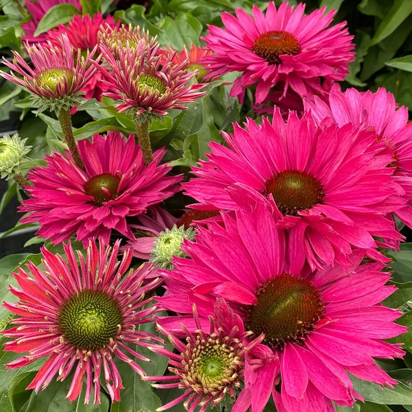 Echinacea SunSeekers Sweet Fuchsia – Echinacée Godet de 8/9 cm