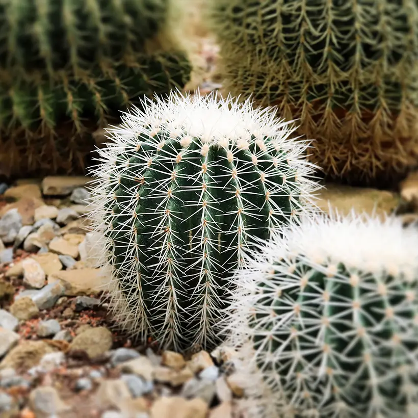 Echinocactus grusonii var. albispinus – Coussin de Belle-mère Pot de 4L/5L, 18/20 diamètre
