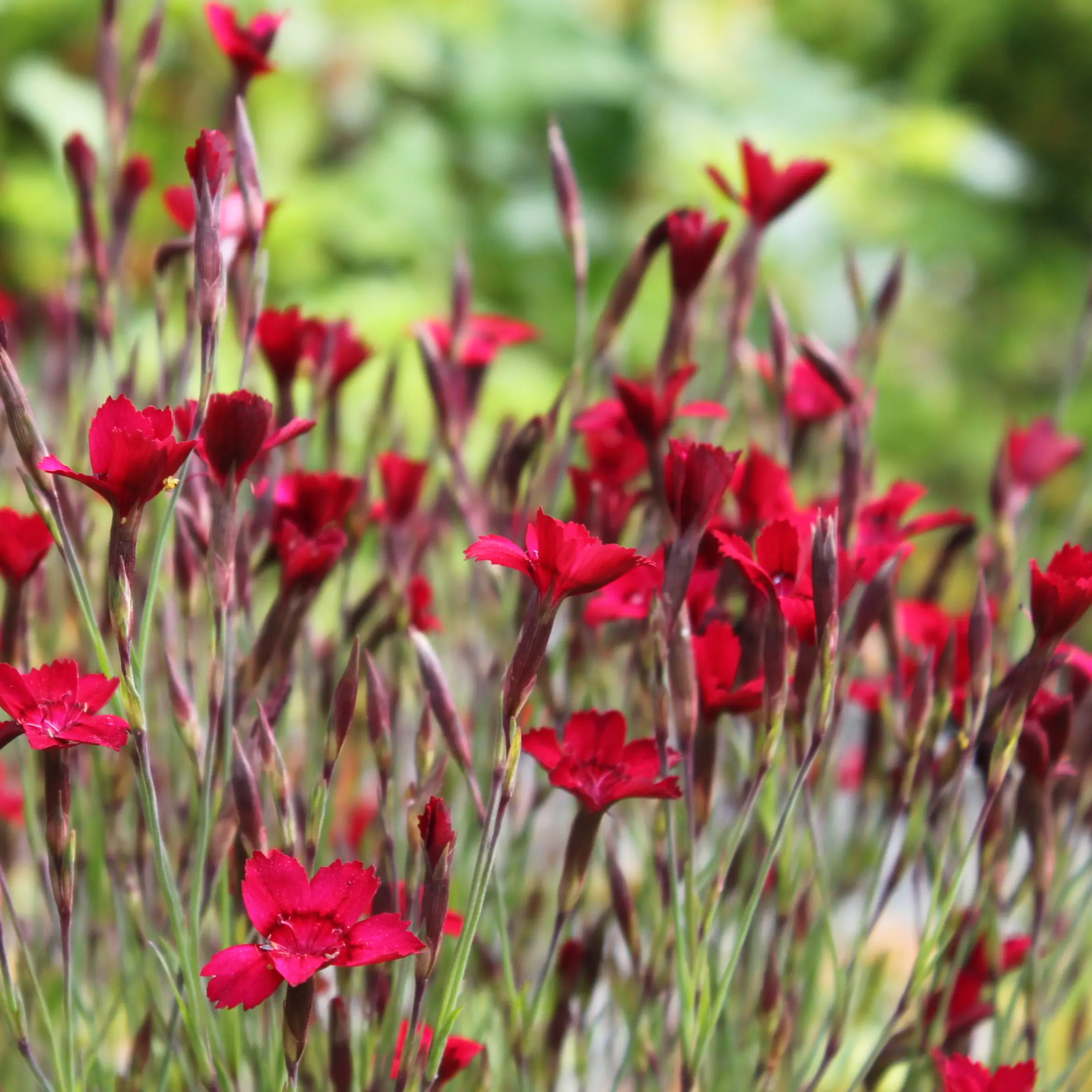 Dianthus deltoides Flashing Light – Oeillet des landes Godet de 8/9 cm