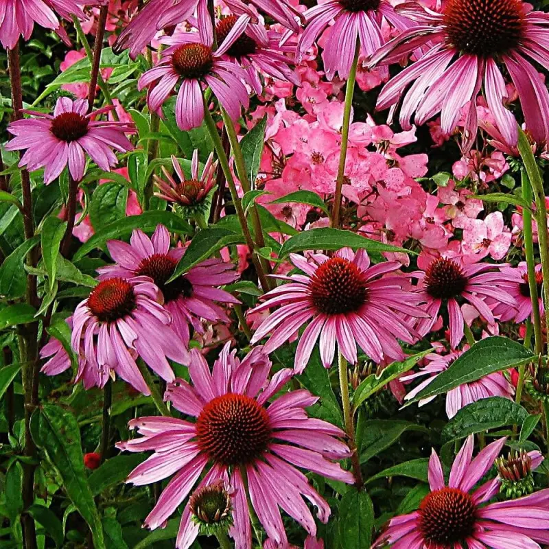 Échinacée purpurea Magnus à fleurs Rose – feuillage Caduc – Godet – 5/20 cm- hauteur à maturité De 0,50 m à 1,00 m
