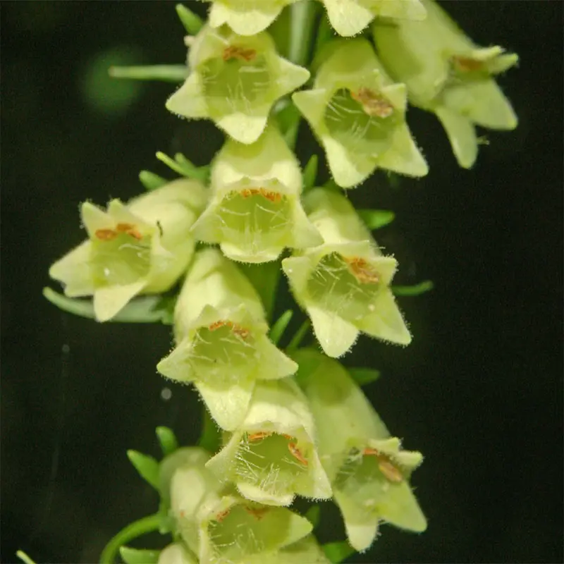 Digitale jaune – Digitalis lutea Godet de 8/9 cm