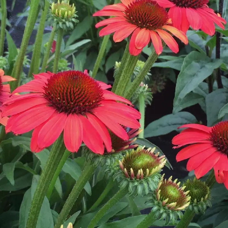 Échinacée SunSeekers® ‘Coral’ à fleurs Rouge – feuillage Caduc – Godet – 5/20 cm- hauteur à maturité De 0,50 m à 1,00 m