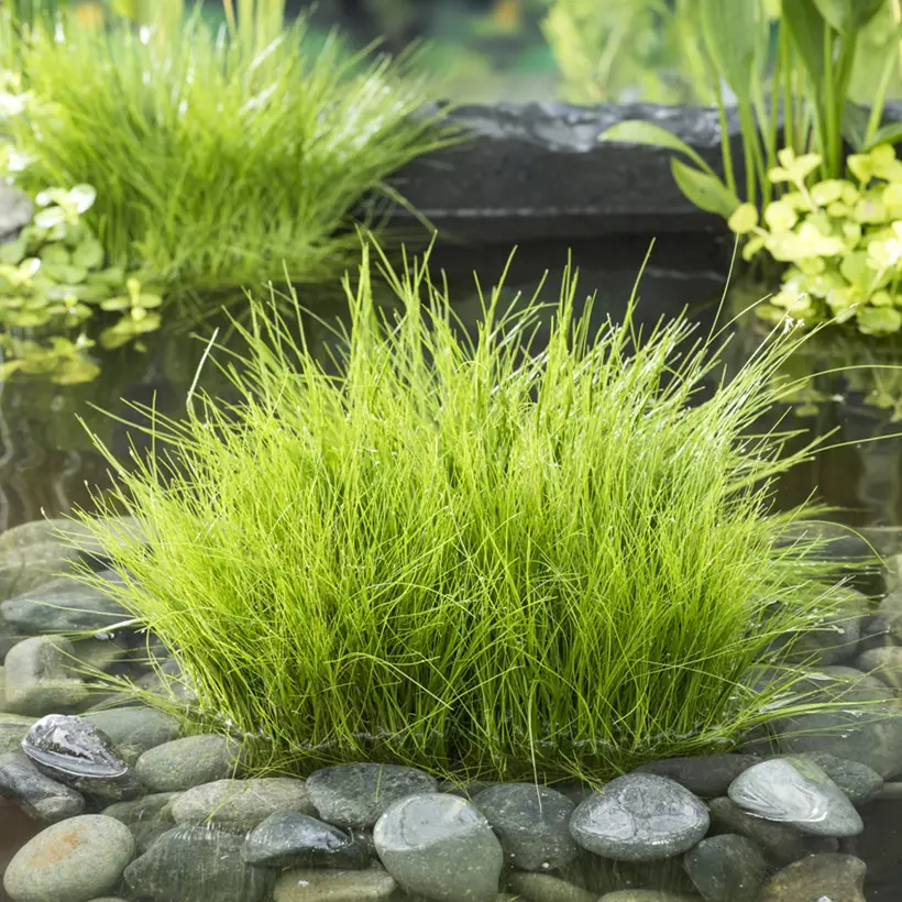 Eleocharis acicularis – Scirpe épingle Godet de 8/9 cm