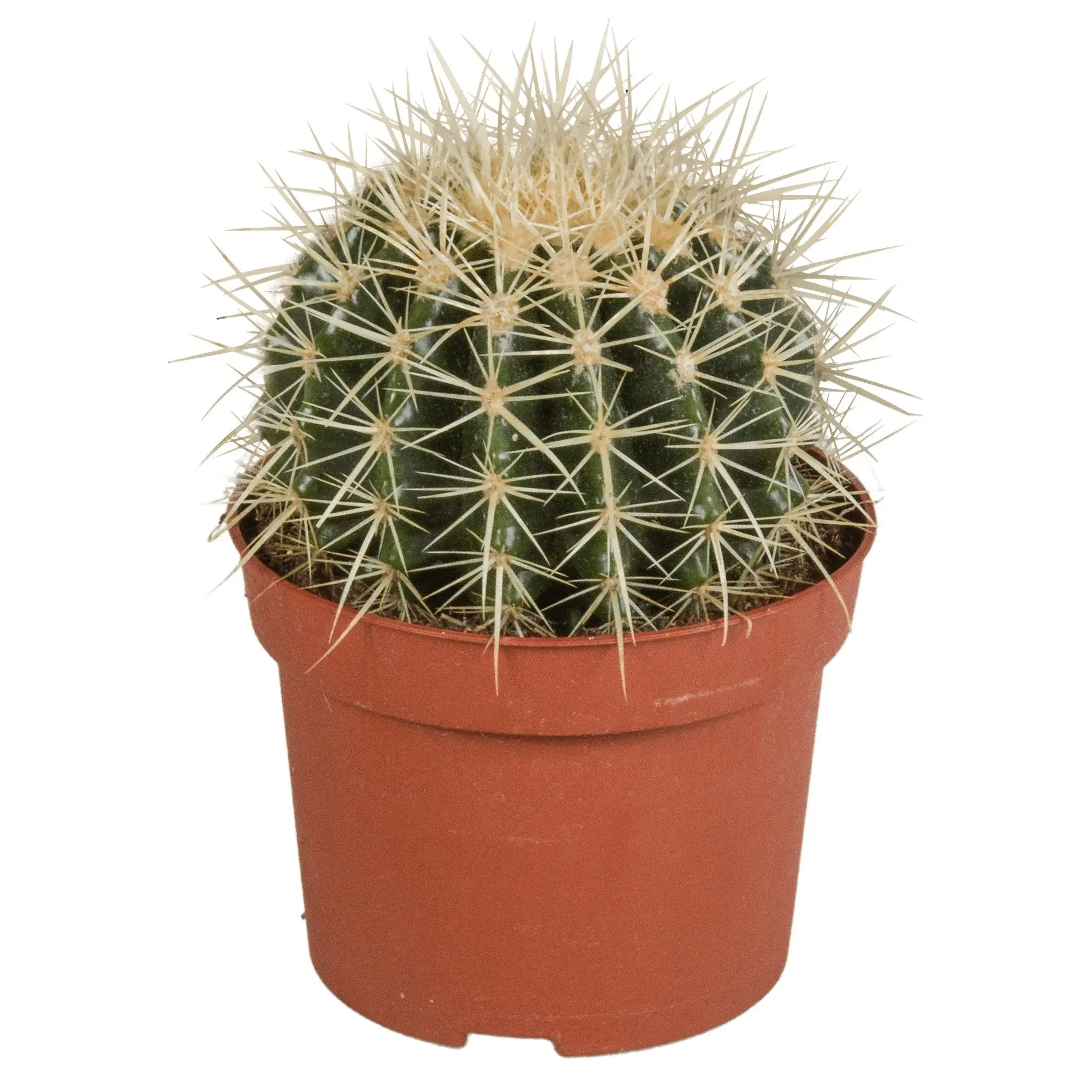 Echinocactus Grusonii – cactus d’intérieur- La Green Touch