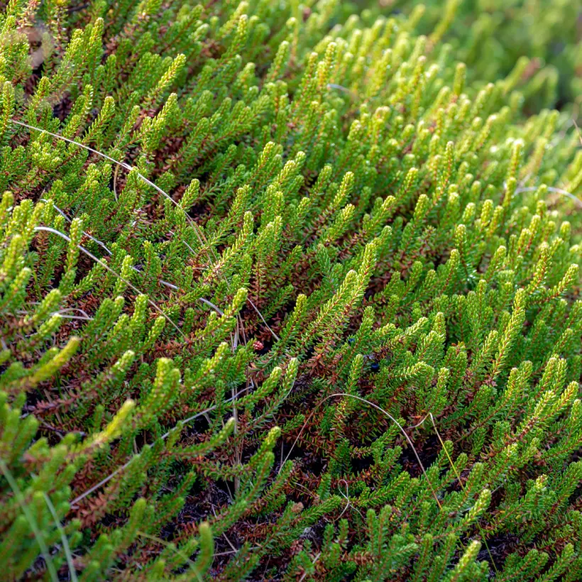 Empetrum nigrum Bernstein – Camarine noire Pot de 10 cm/11cm