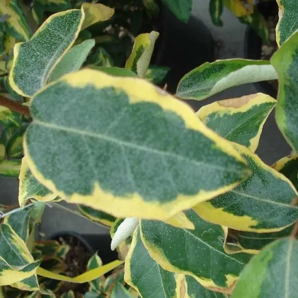 Elaeagnus ebbingei Gilt Edge – Chalef Pot de 3L/4L