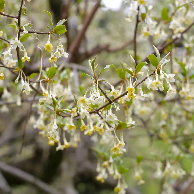 Elaeagnus multiflora – Goumi du Japon Pot de 2L/3L