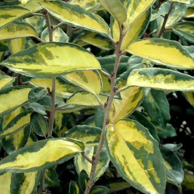 Elaeagnus panaché Viveleg®, Chalef à fleurs Jaune – feuillage Persistant – Pot de 7,5L – 60/80 cm- hauteur à maturité De 3,00 m à 5,00 m