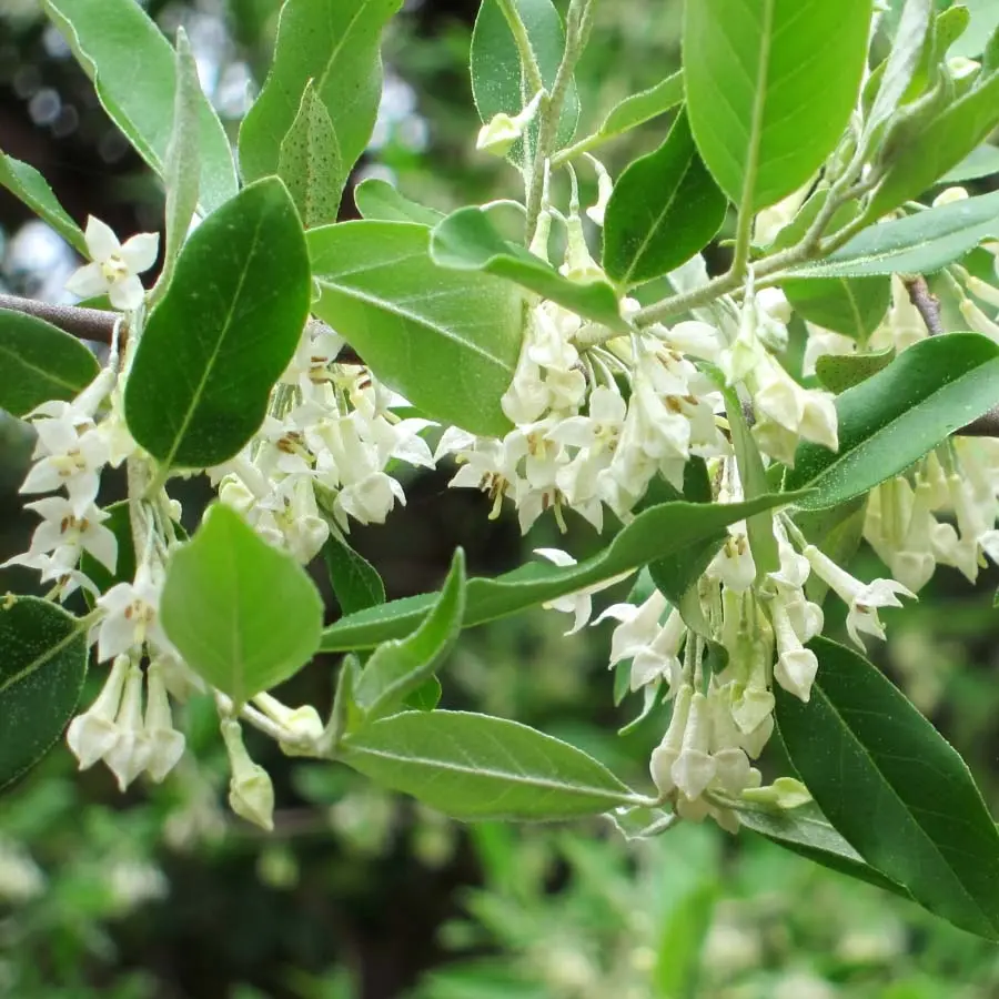 Elaeagnus umbellata – Chalef d’automne Petites Racines nues