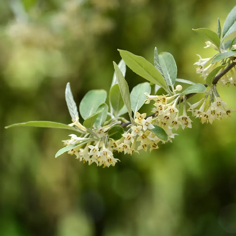 Elaeagnus umbellata – Chalef d’automne Pot de 3L/4L