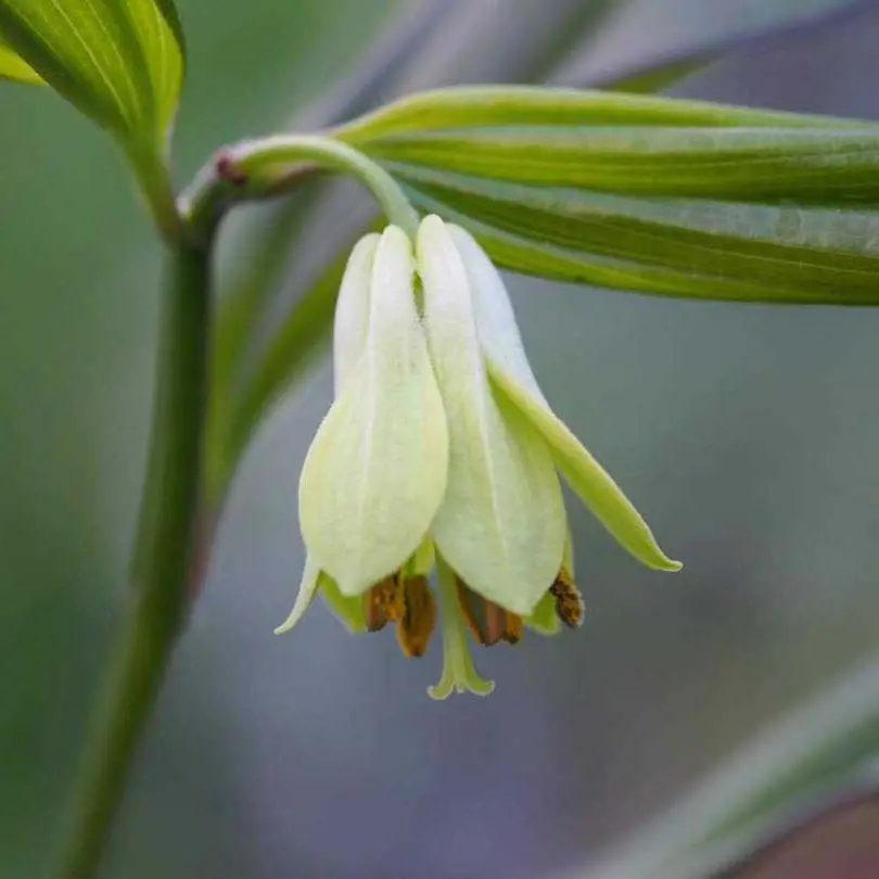 Disporum cantoniense Green Giant – Cloche des fées Pot de 3L/4L