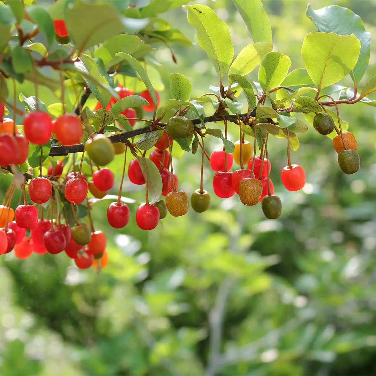 Elaeagnus umbellata Amoroso – Chalef en ombelles Pot de 2L/3L