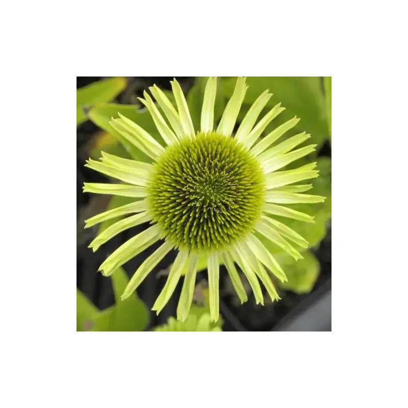 Échinacée purpurea Green Jewel® à fleurs Vert – feuillage Caduc – Godet – 5/20 cm- hauteur à maturité De 0,50 m à 1,00 m