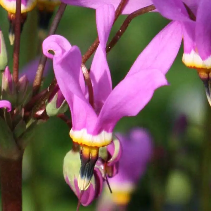 Dodecatheon meadia Queen Victoria Godet de 8/9 cm