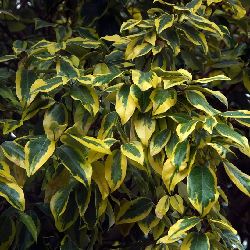 Elaeagnus ebbingei Gilt Edge – Chalef Pot de 2L/3L