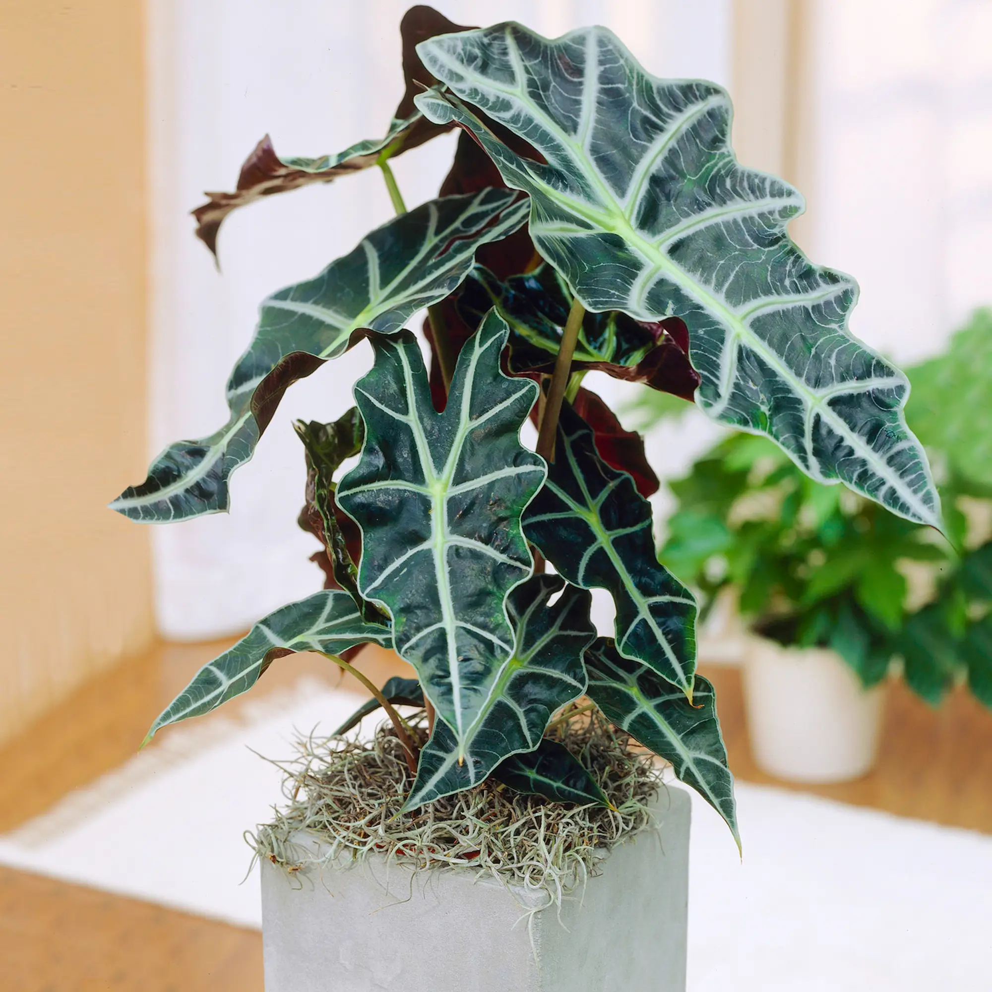 Élégant Alocasia Polly En Pot 30-40 Cm Plante Oreille D’Éléphant Pour La Maison Ou Le Bureau – GardenersDream