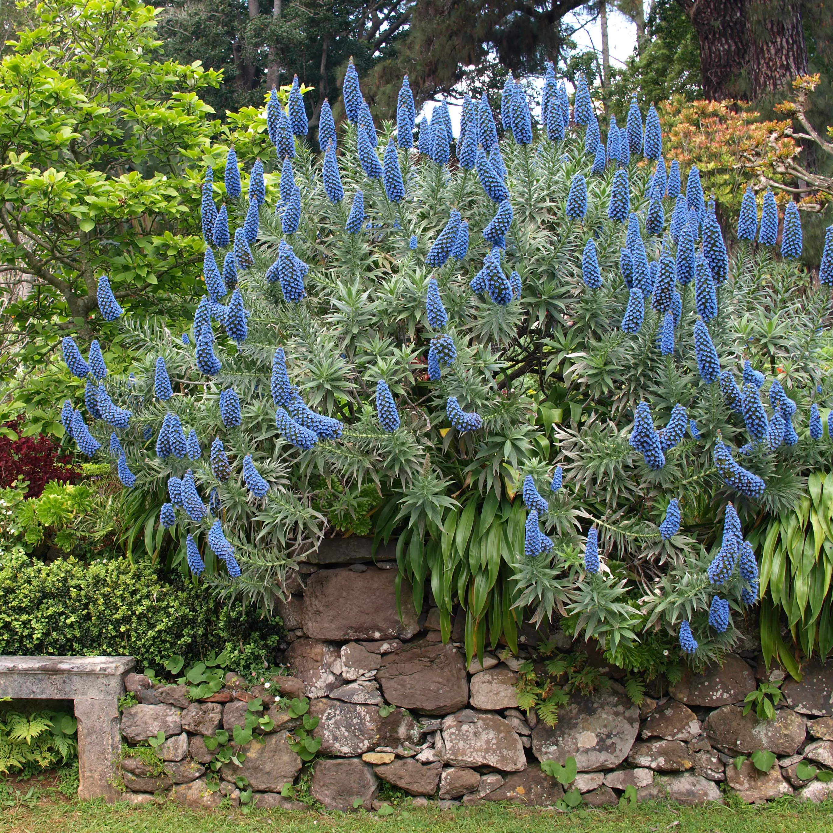 Echium fastuosum (candicans) – Vipérine de Madère Pot de 3L/4L