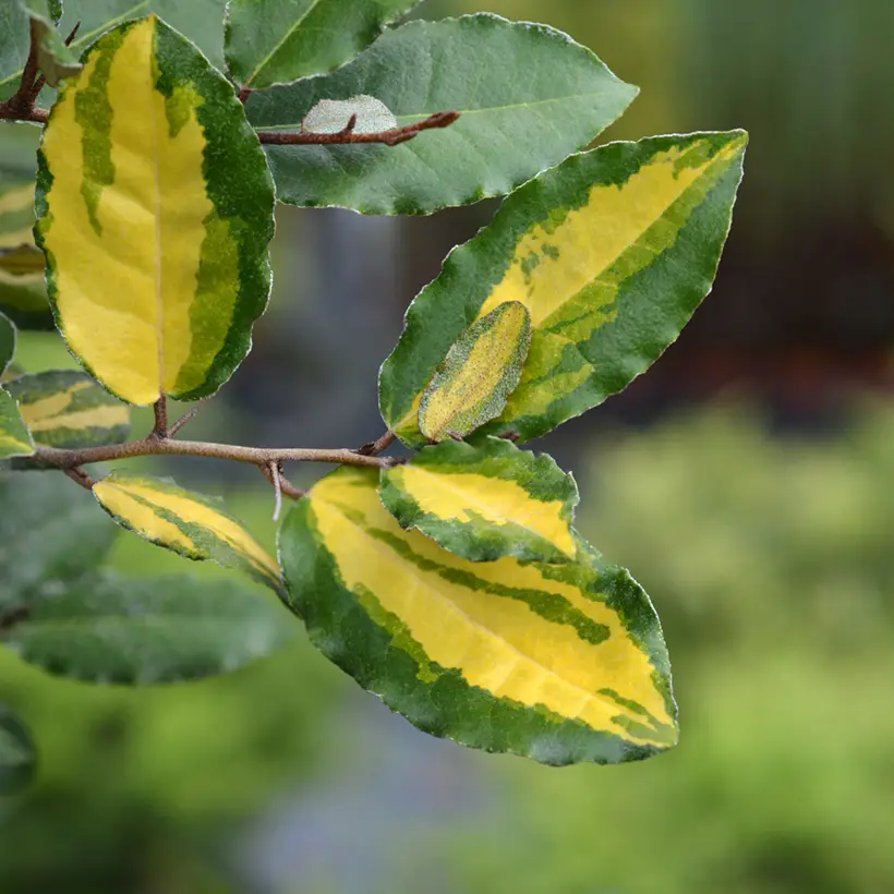 Elaeagnus ebbingei Eleador – Chalef Pot de 3L/4L