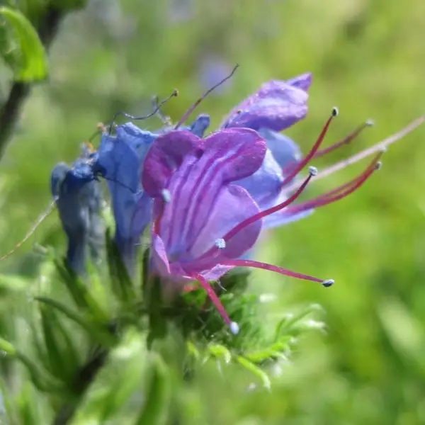 Echium vulgare Godet de 8/9 cm