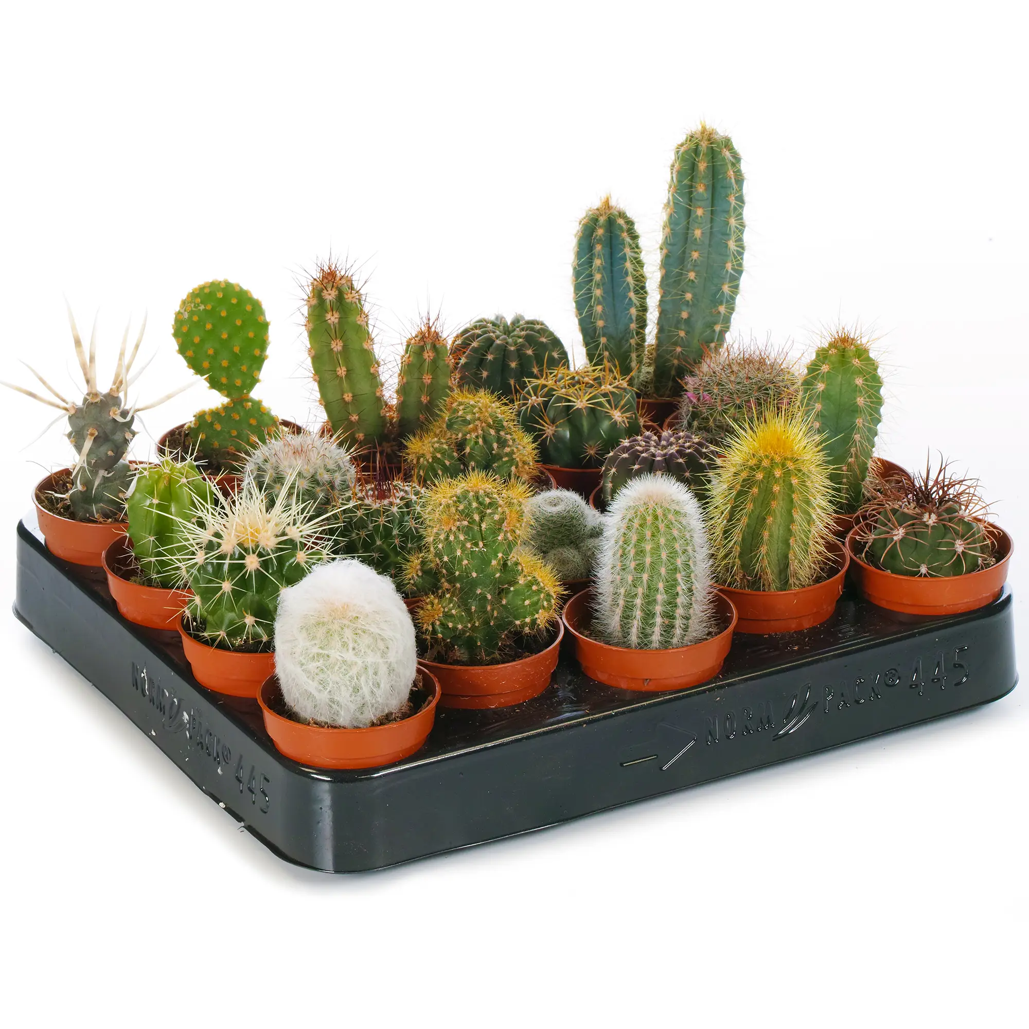 Ensemble Cactus Et Plantes Grasses Naturelles Gardenersdream – Assortiment De 20 Plantes Succulentes Naturelles – Idéal Pour Maisons Et Bureaux