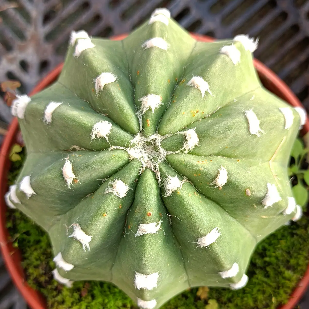 Echinopsis subdenudata Mini-plante