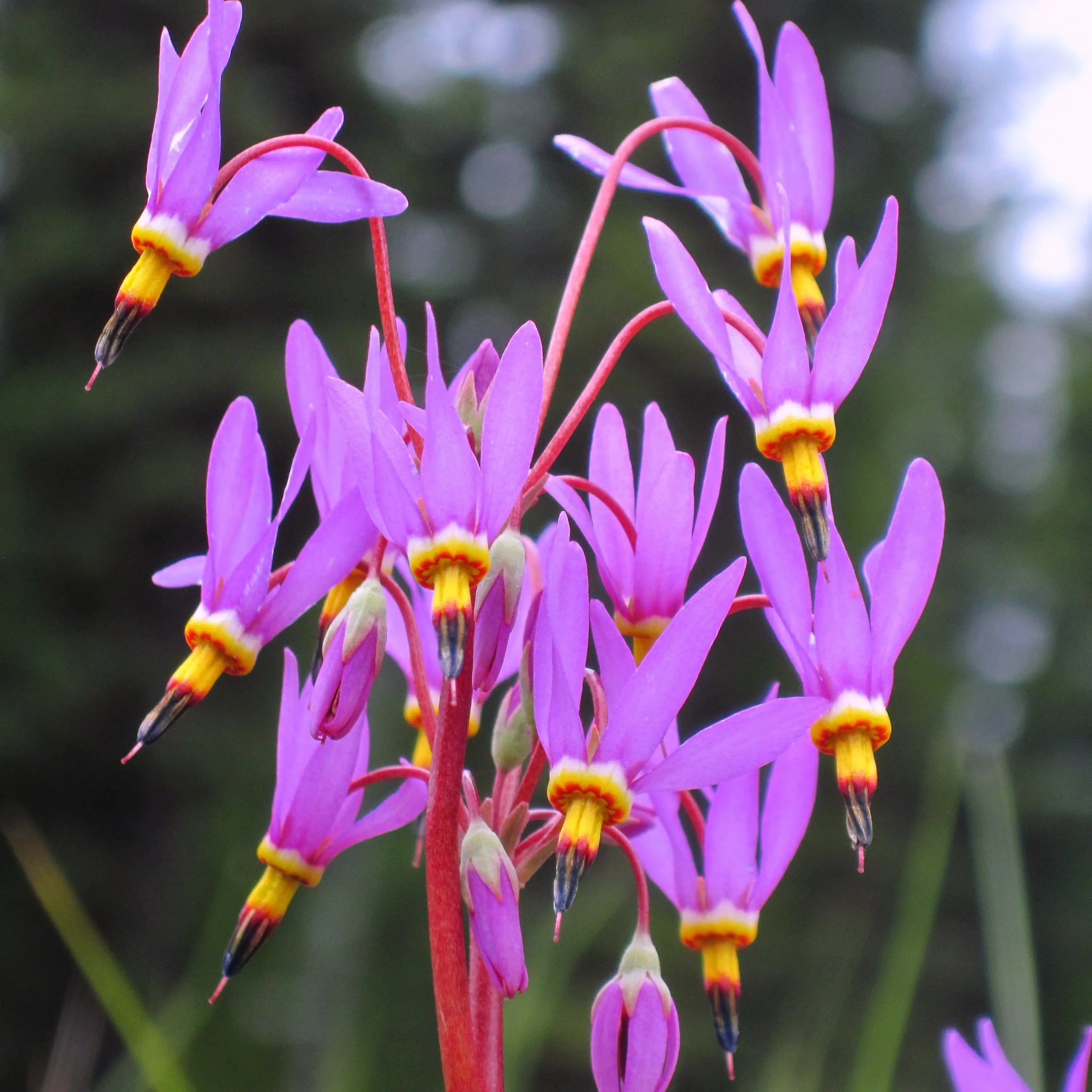 Dodecatheon pulchellum Red Wings – Gyroselle Godet de 8/9 cm