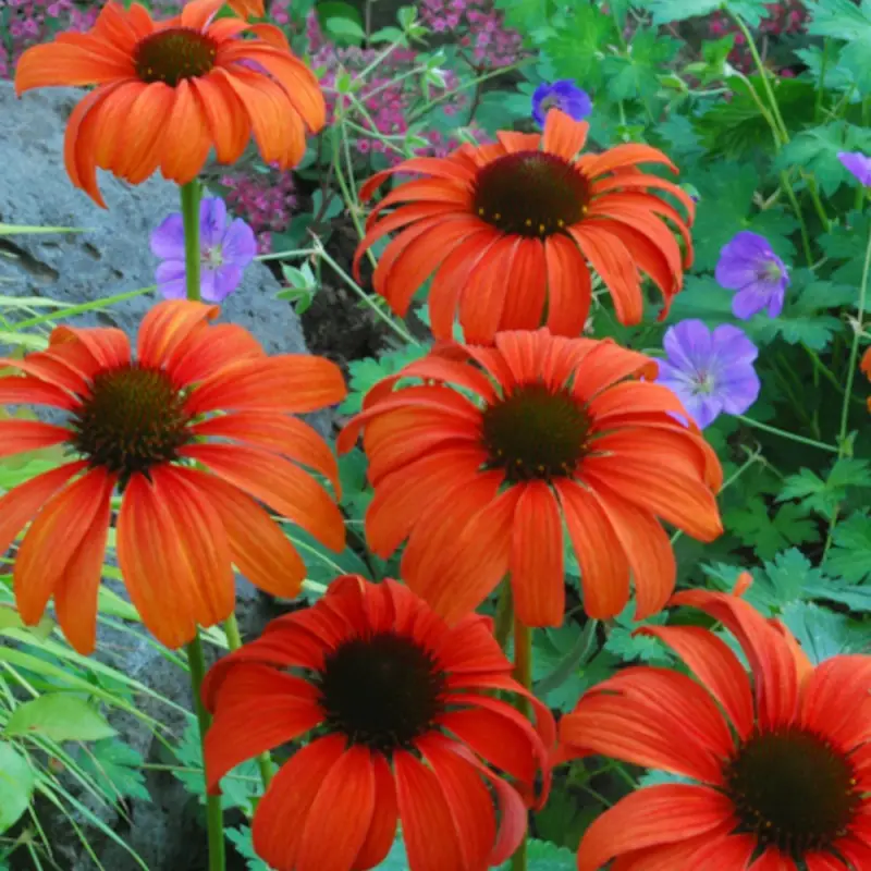 Échinacée Tangerine Dream® à fleurs Orange – feuillage Caduc – Godet – 5/20 cm- hauteur à maturité De 0,15 m à 0,50 m