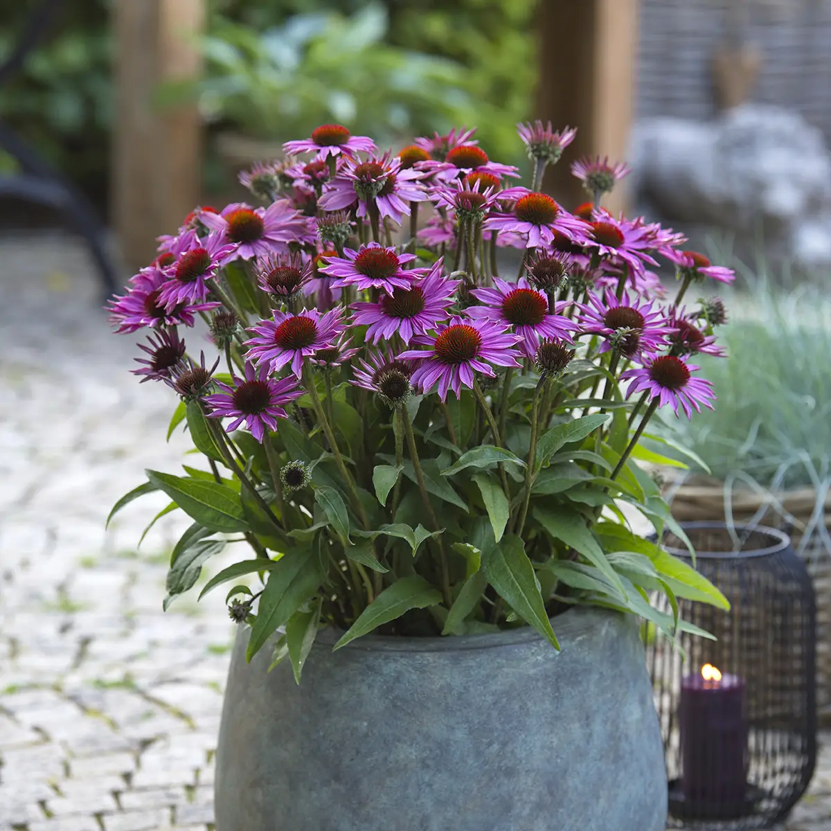 Echinacea Sun Magic Vintage Pink – Echinacée Mini-motte Ø 3/4 cm (par 3)