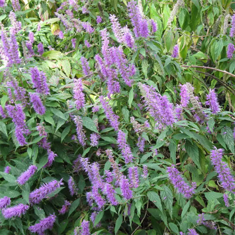 Elsholtzia stauntonii – Menthe en arbre Pot de 2L/3L