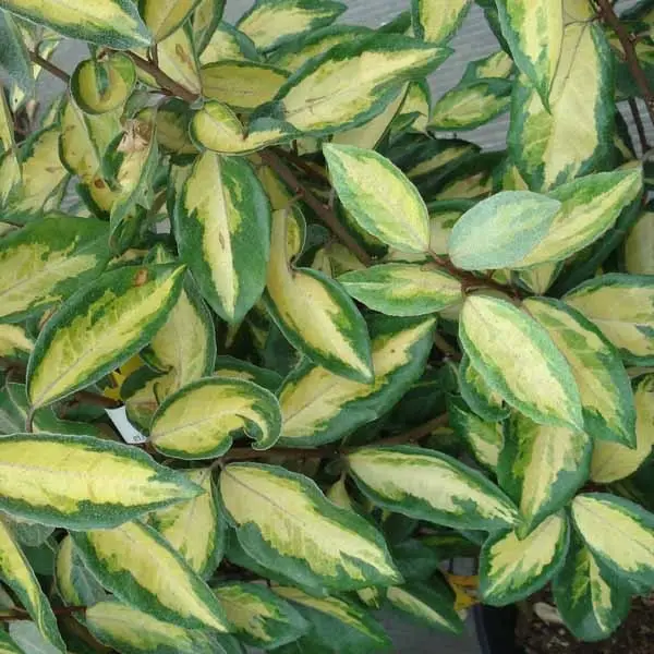 Elaeagnus ebbingei Limelight – Chalef de Ebbing Pot de 7,5L/10L