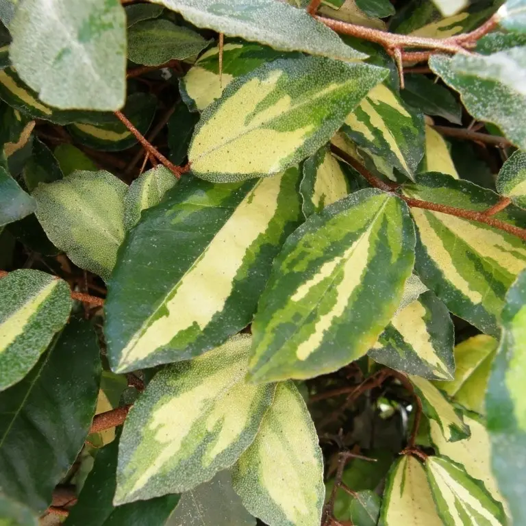 Elaeagnus pungens Maculata – Chalef panaché Pot de 2L/3L