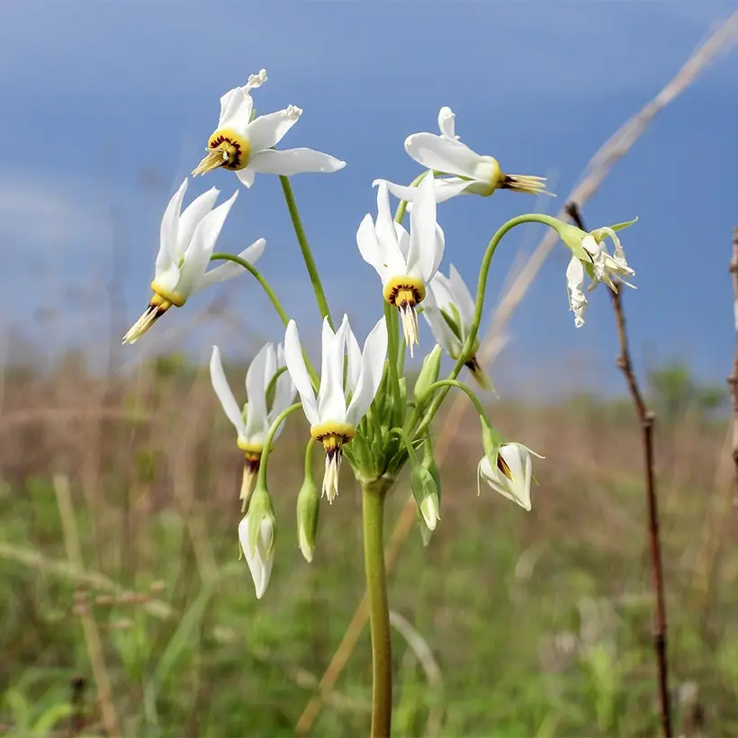 Dodecatheon meadia Album – Gyroselle de Virginie Bulbe