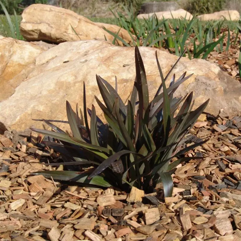 Dianella tasmanica Blaze Pot de 2L/3L