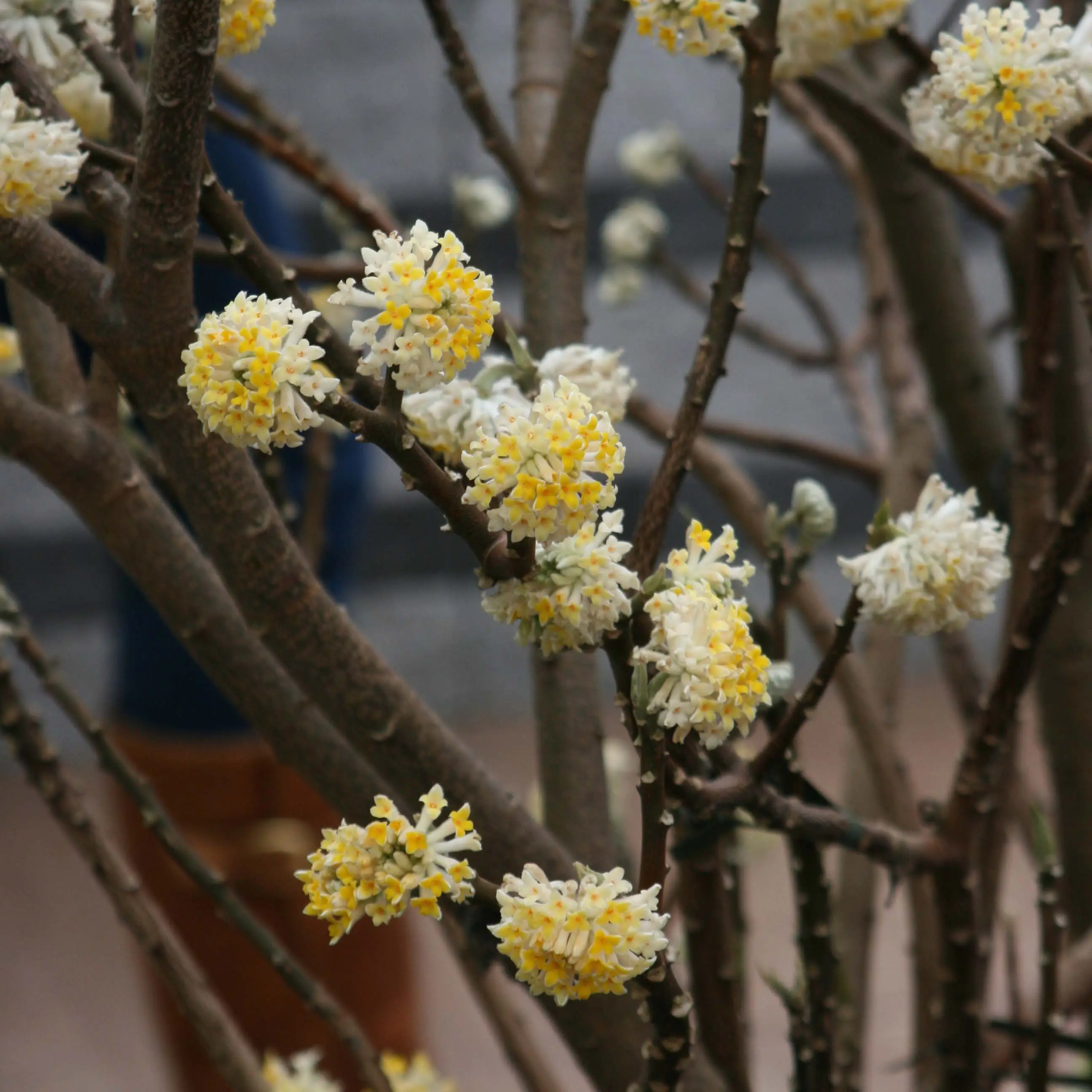 Edgeworthia chrysantha – Buisson à papier Pot de 3L/4L