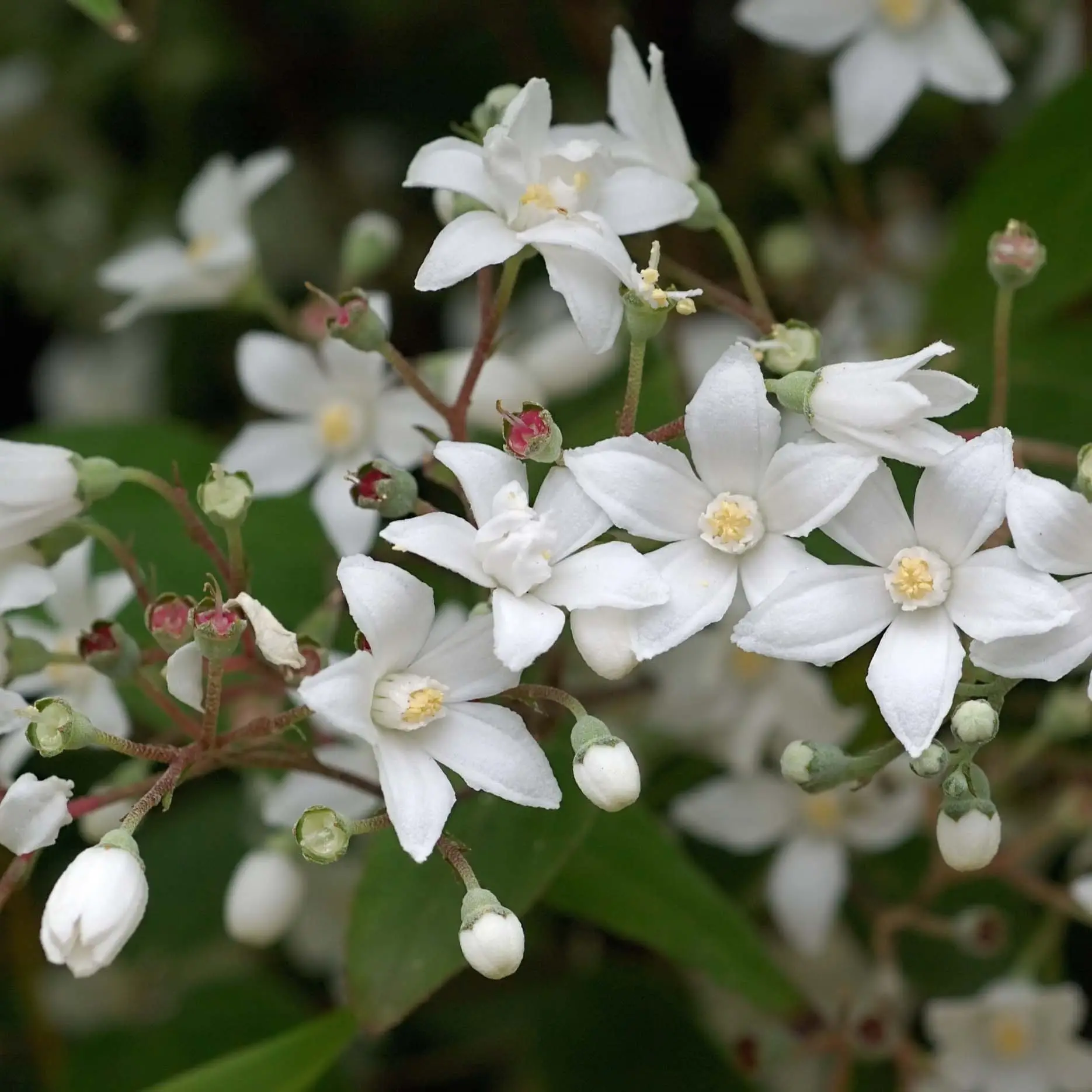 Deutzia setchuenensis Corymbiflora Pot de 7,5L/10L