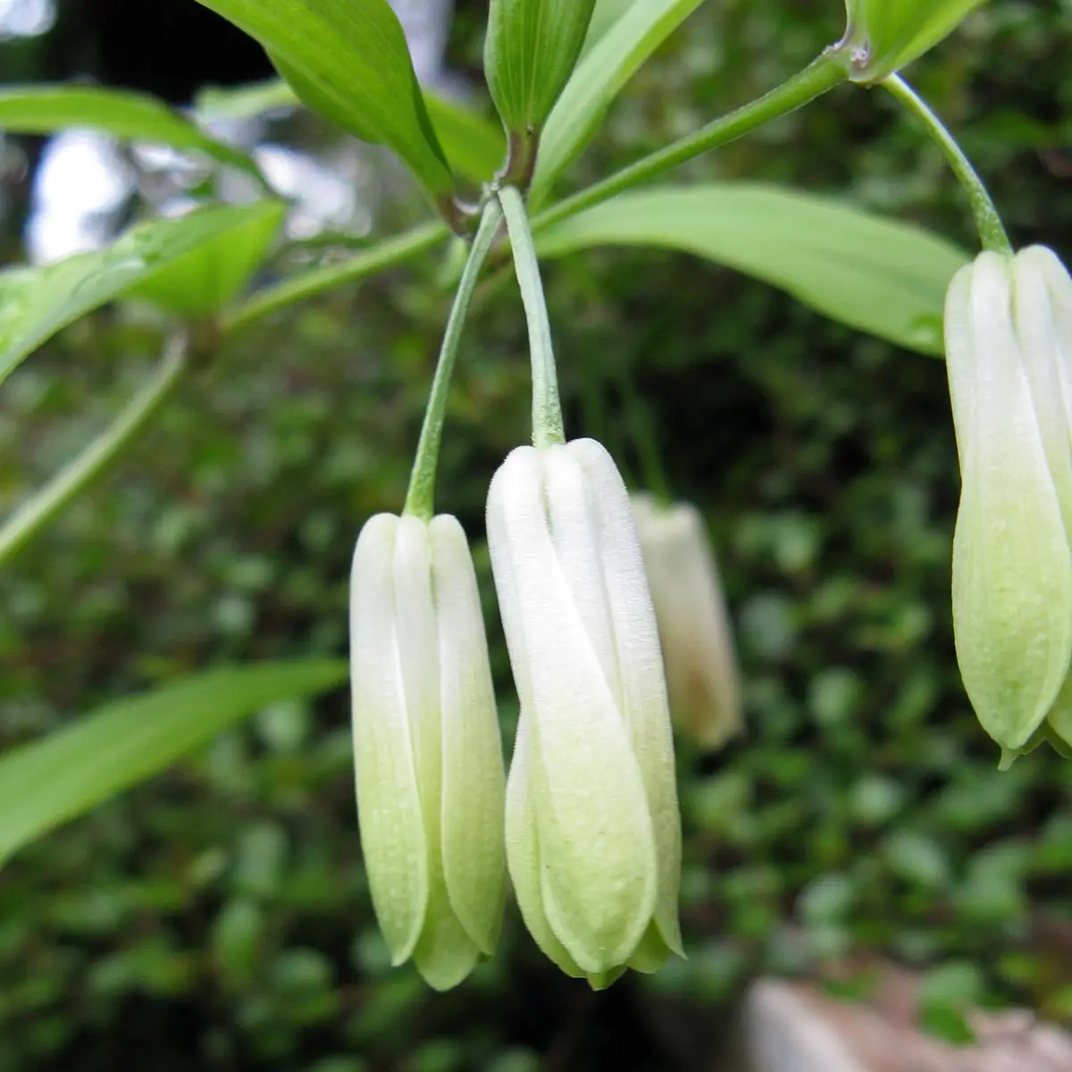 Disporum sessile – Cloche des fées du Japon Godet de 8/9 cm