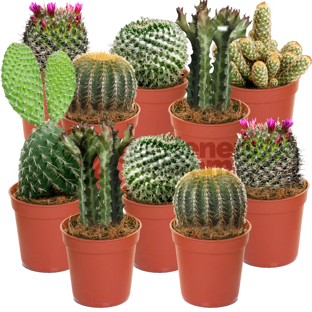 Ensemble Cactus Et Plantes Grasses Naturelles Gardenersdream – Assortiment De 10 Plantes Succulentes Naturelles – Idéal Pour Maisons Et Bureaux