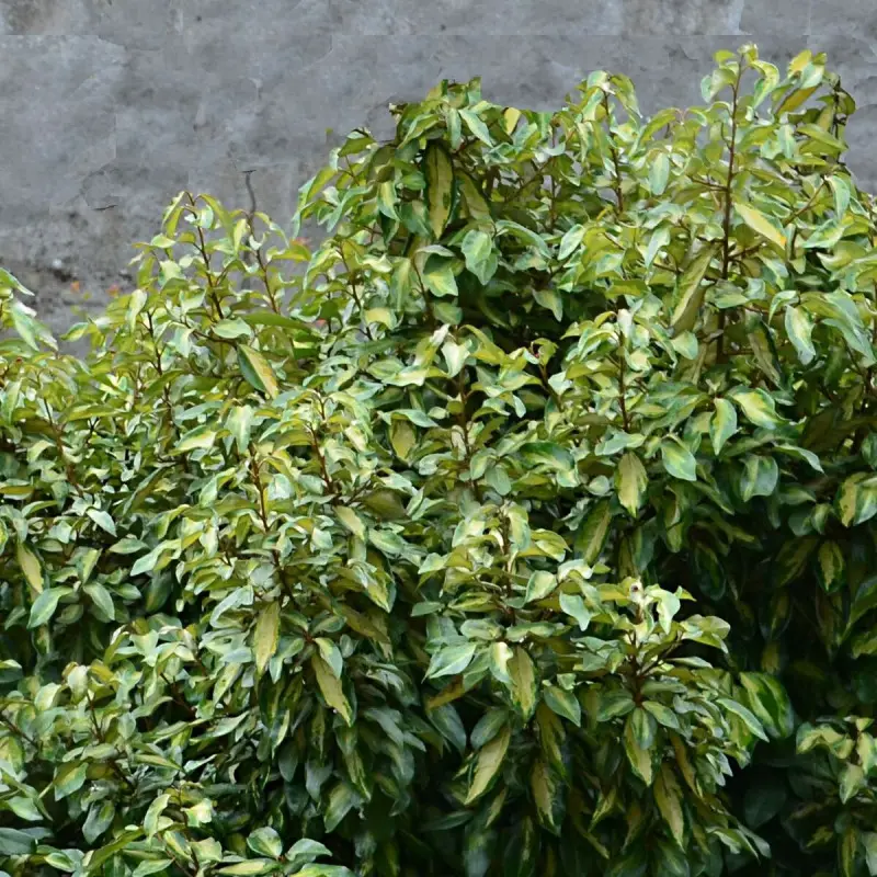 Elaeagnus panaché Maryline® ‘Abrela’, Chalef à fleurs Blanche – feuillage Persistant – Pot de 4L – 40/60 cm- hauteur à maturité De 1,50 m à 2,00 m
